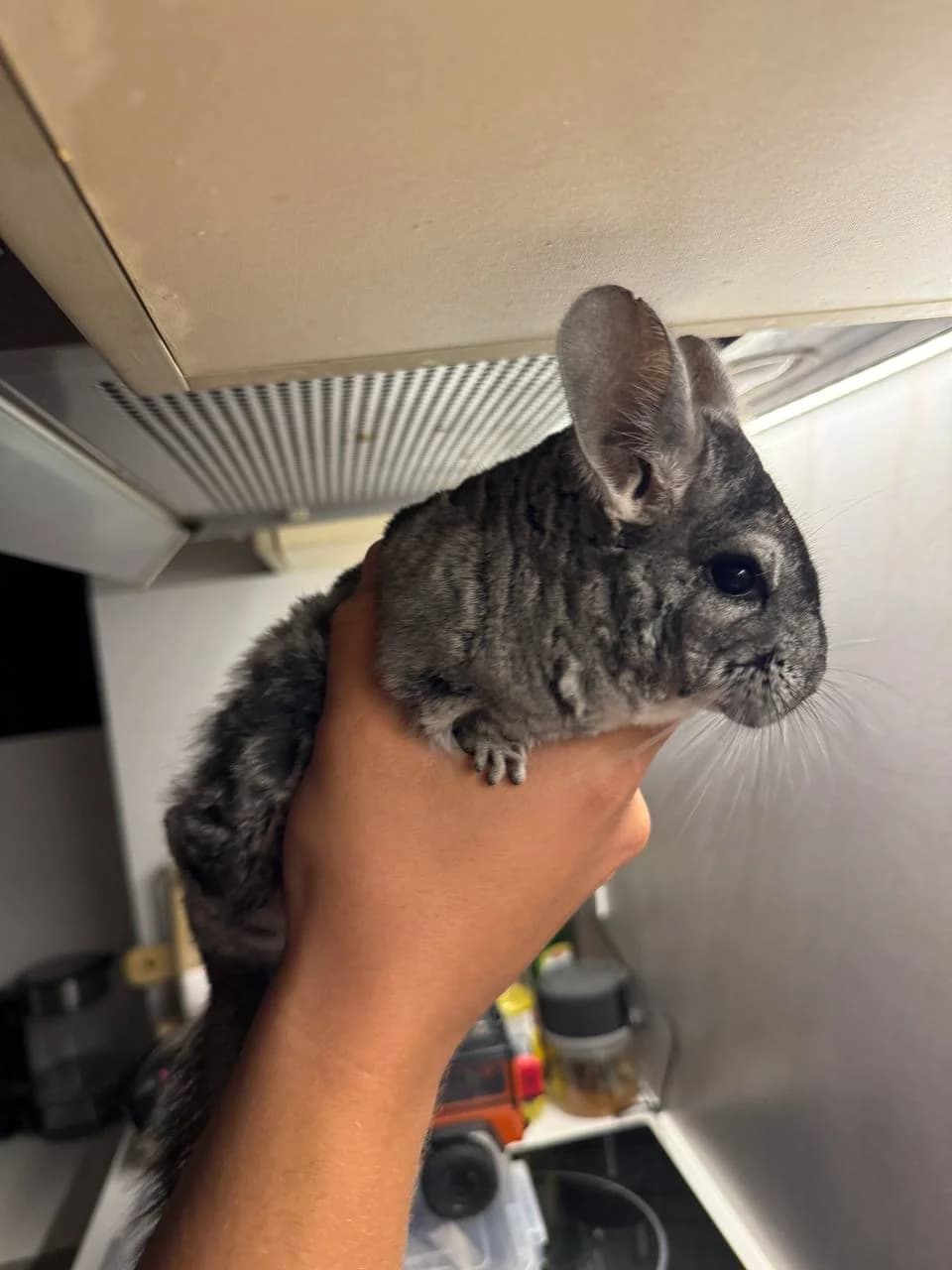 Отдам шиншиллу в добрые руки❤️ - 1