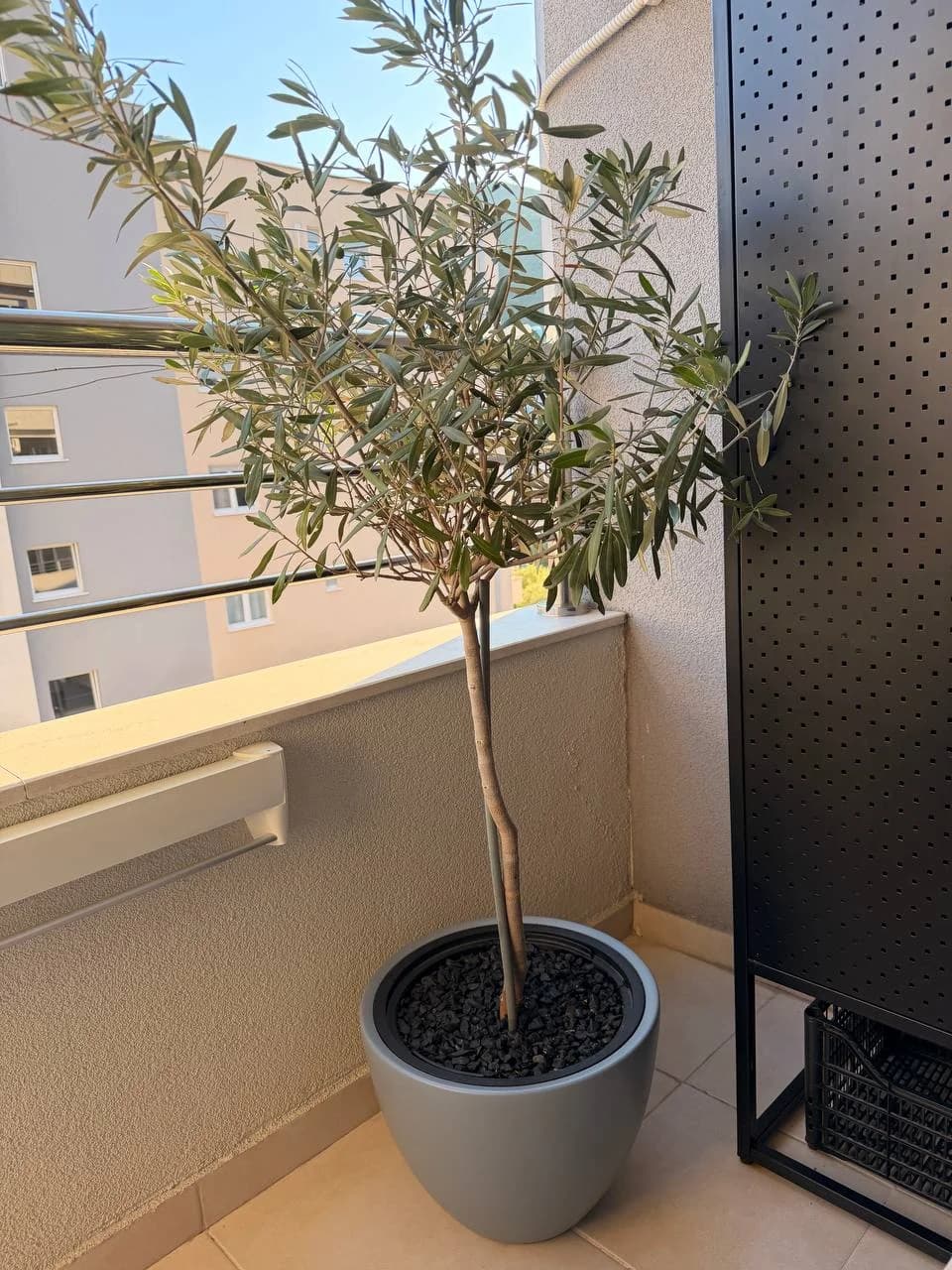Оливковое дерево (Olea europaea), 150 см - 1